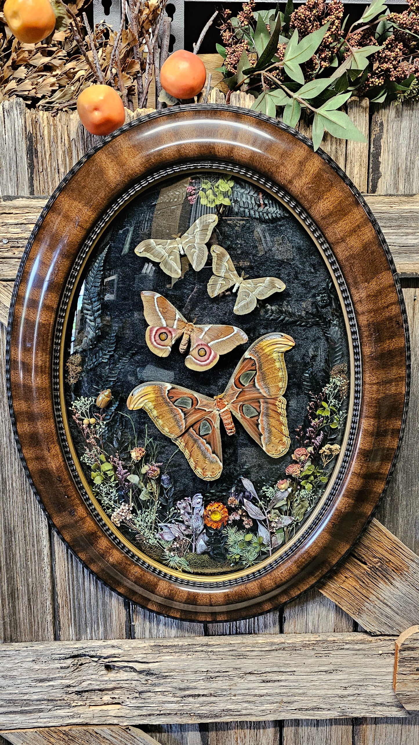 Frame vintage - Giant Atlas Moth with Silk moths