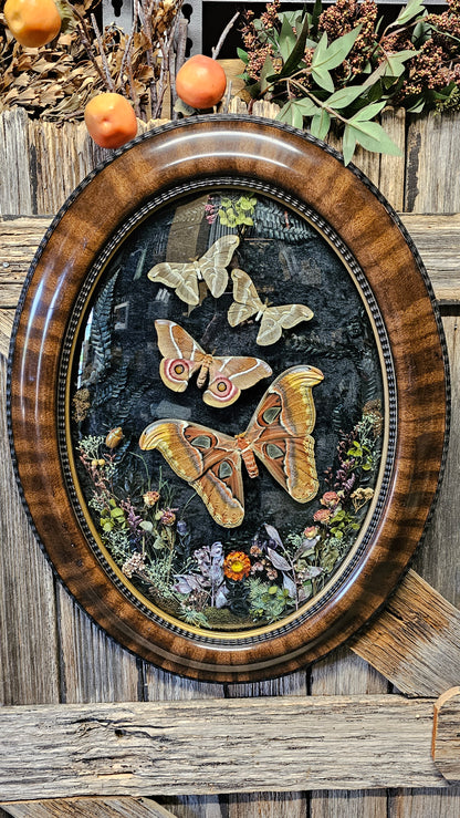 Frame vintage - Giant Atlas Moth with Silk moths