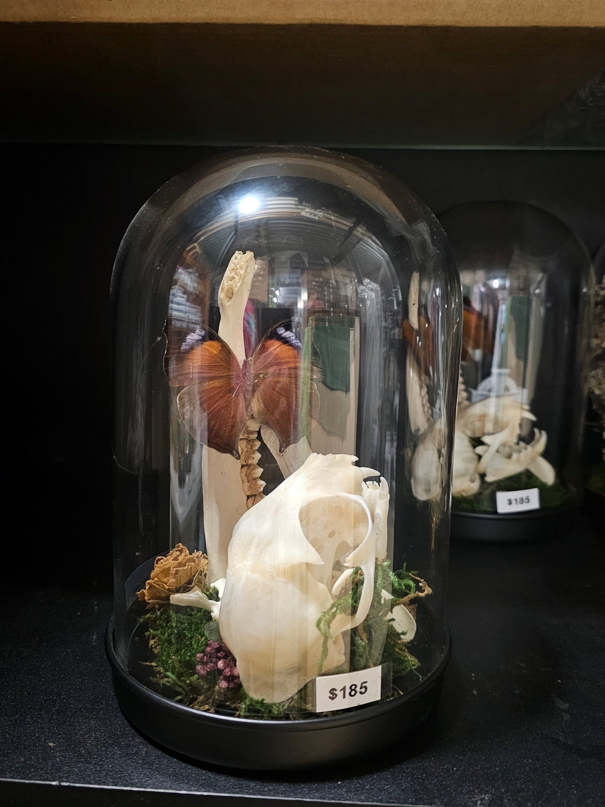 Terrarium - glass dome of oddities