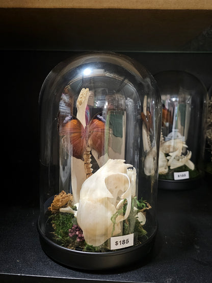 Terrarium - glass dome of oddities