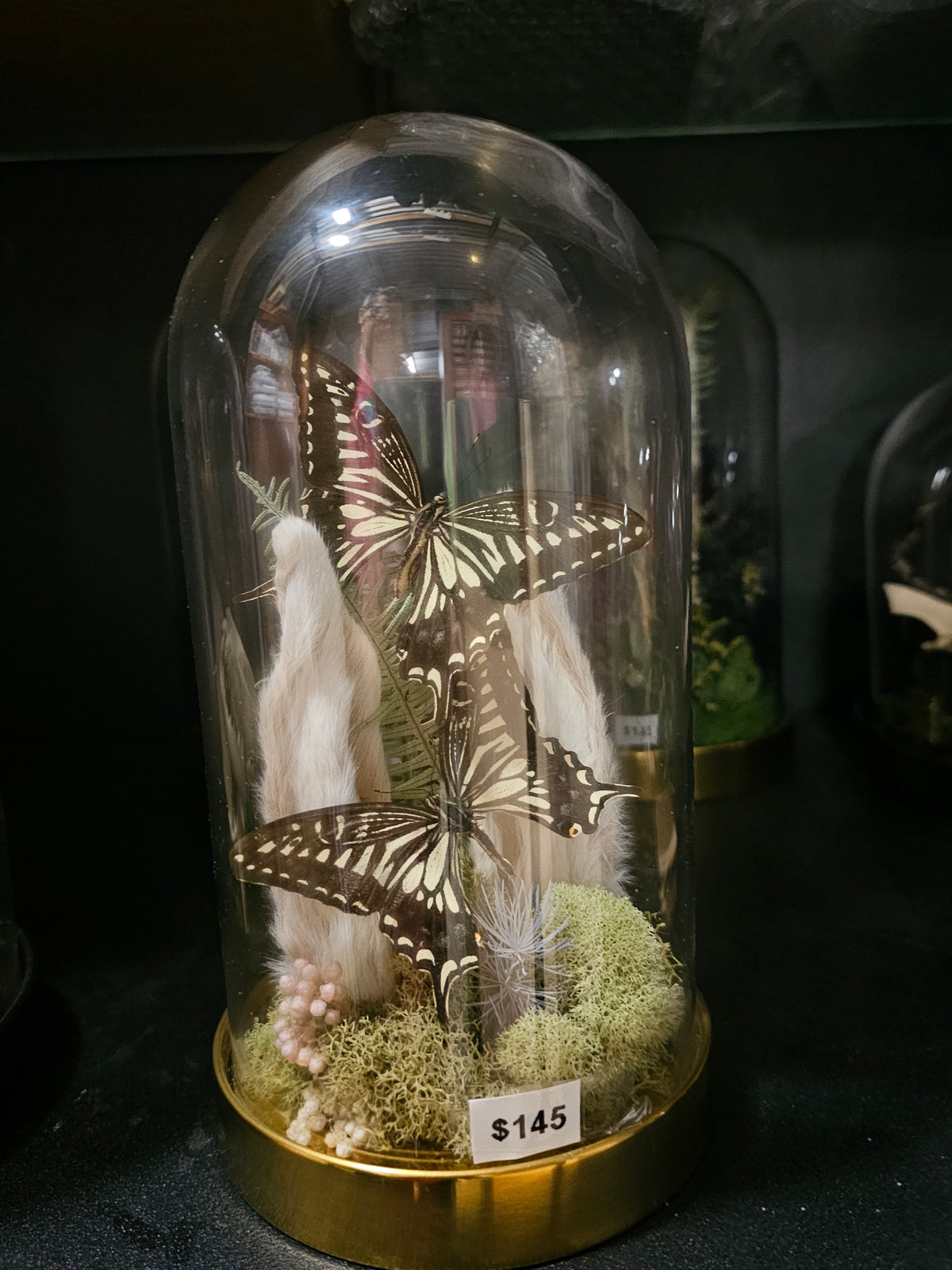 Terrarium - glass dome of oddities