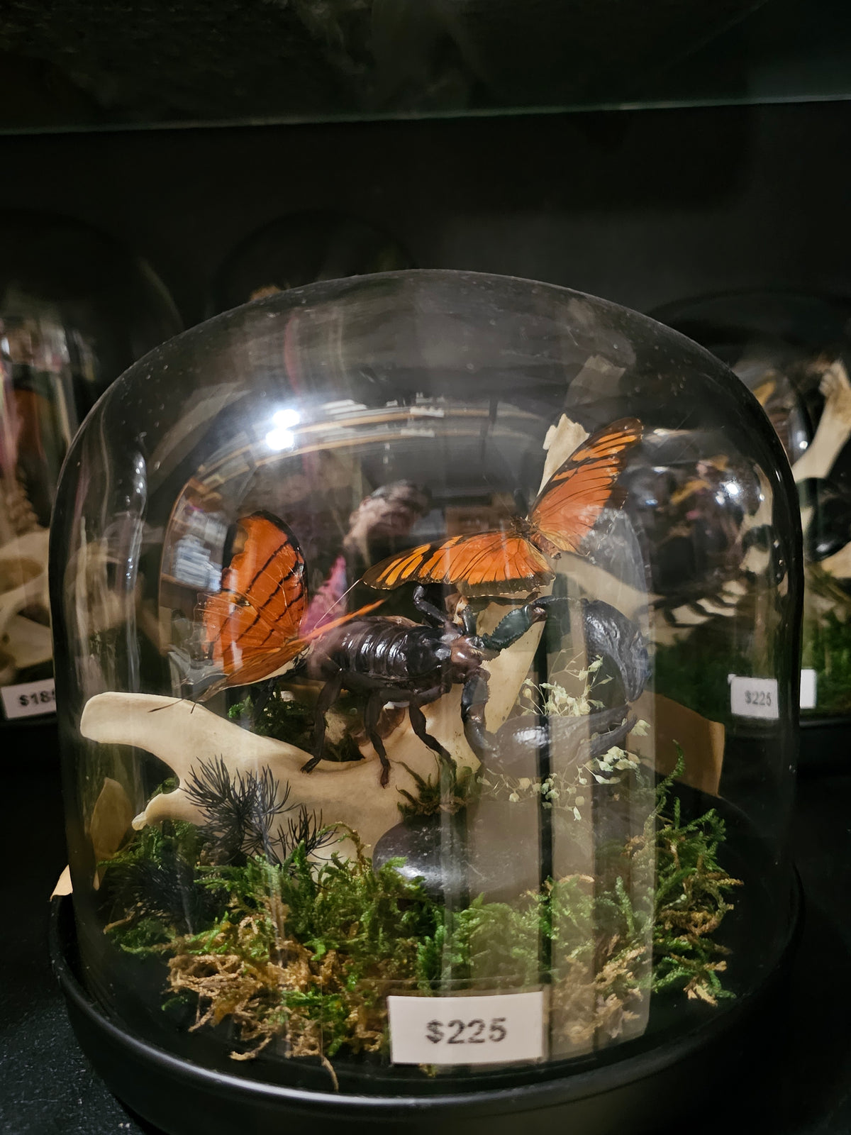 Terrarium - glass dome of oddities