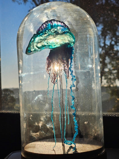 COMING SOON - Blue Bottle jellyfish in glass dome