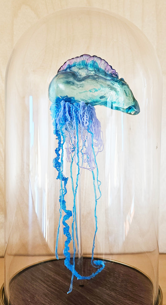 COMING SOON - Blue Bottle jellyfish in glass dome