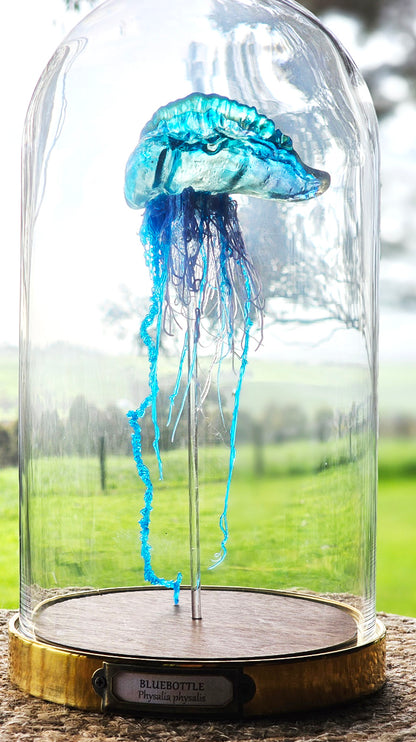 Blue Bottle jellyfish in glass dome (26cm)