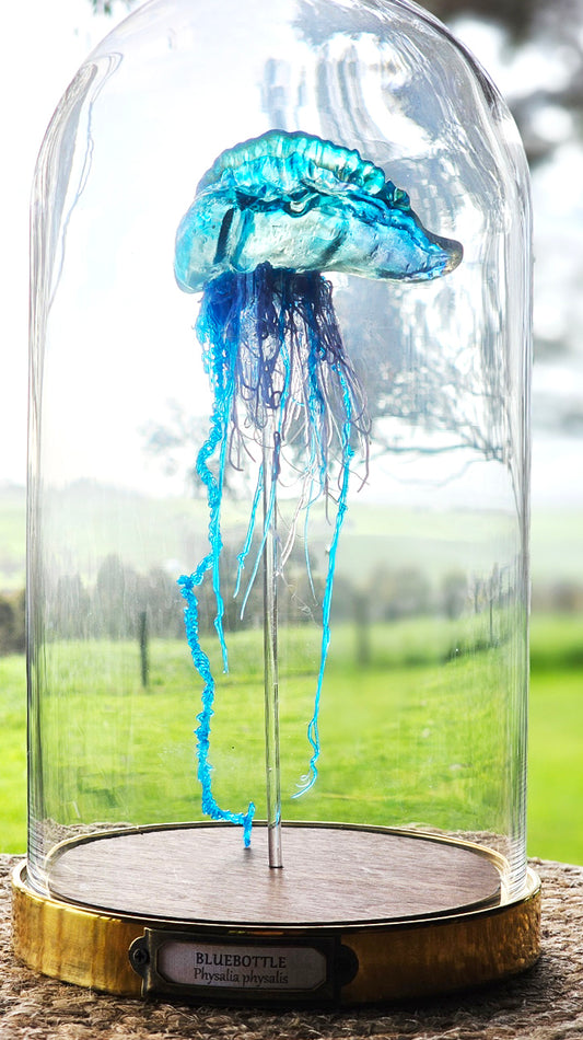 Blue Bottle jellyfish in glass dome (26cm)