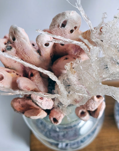 Microplastic Body Columns: Clathria Sp.01