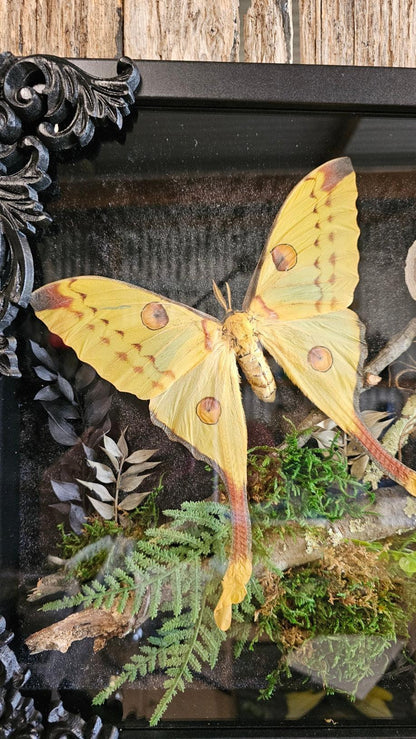 Giant Comet moth in black gothic-style frame - That Creative Feeling