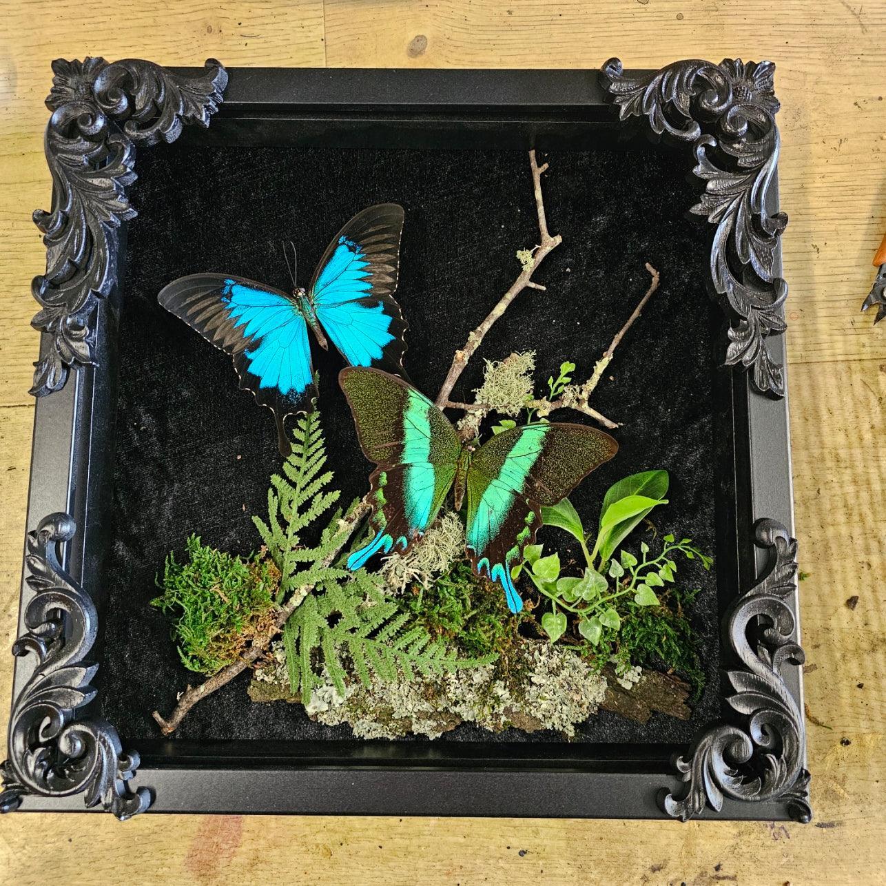 Blue-Green Swallowtail Butterflies in black gothic-style frame - That Creative Feeling