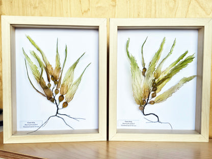 Giant Kelp - framed 23cm x 28cm