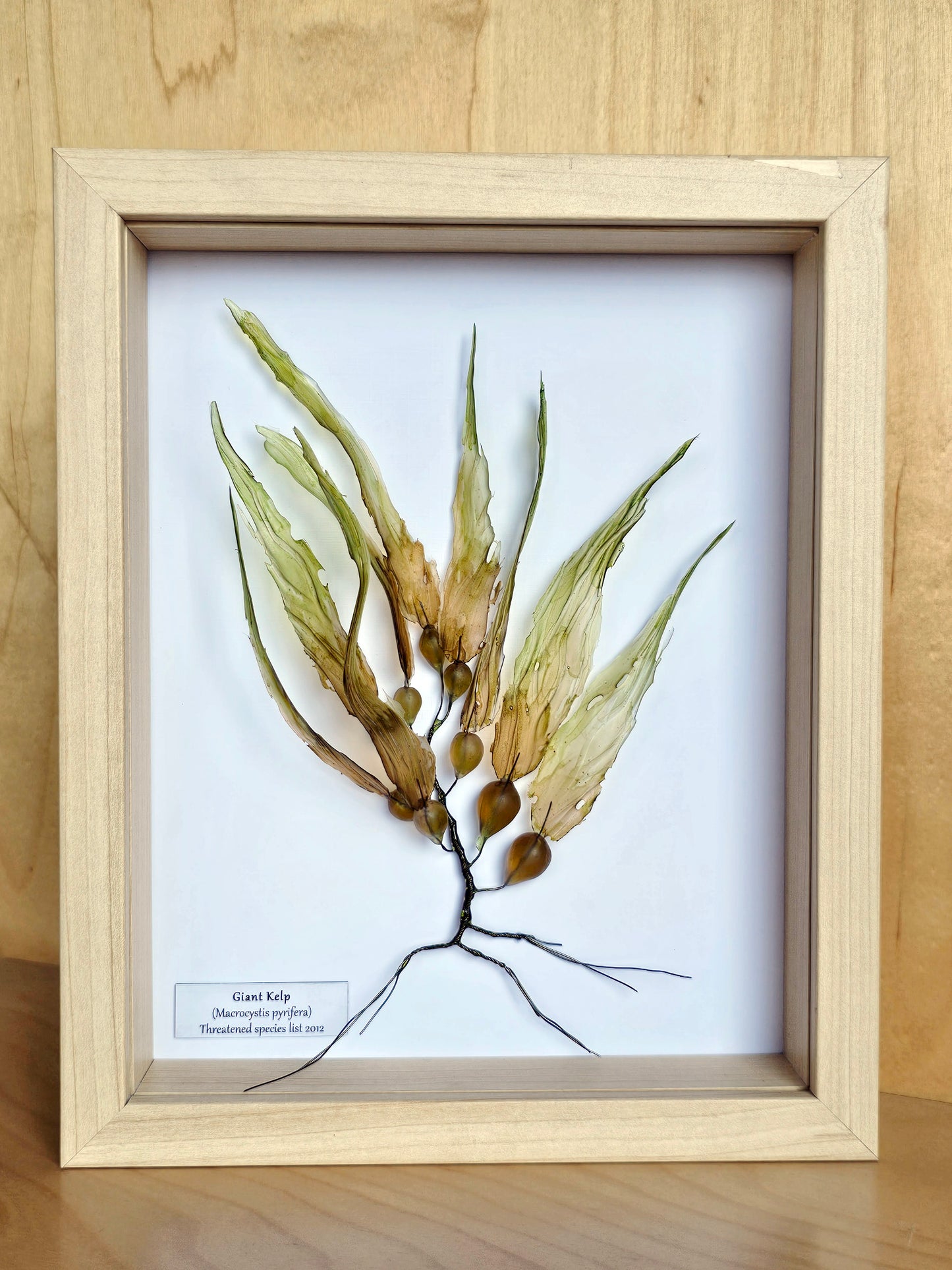 Giant Kelp - framed 23cm x 28cm