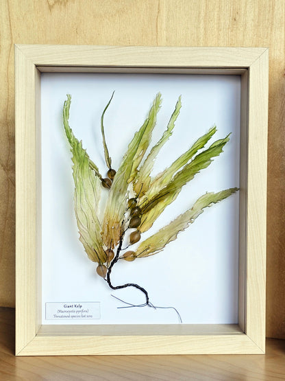 Giant Kelp - framed 23cm x 28cm