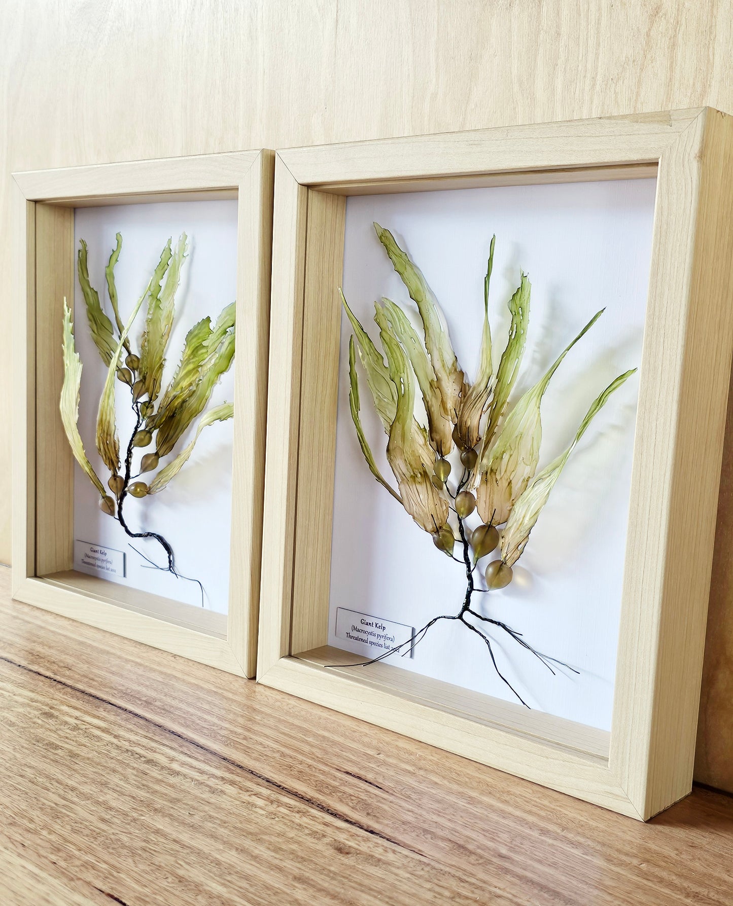 Giant Kelp - framed 23cm x 28cm