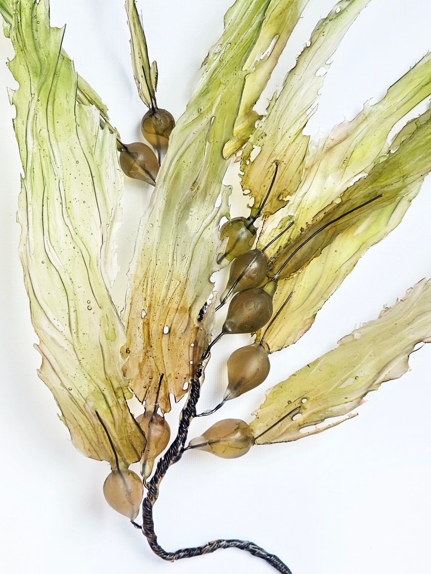 Giant Kelp - framed 23cm x 28cm