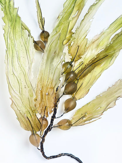 Giant Kelp - framed 23cm x 28cm