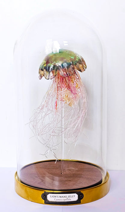 Irony Specimen: Lion's Mane jellyfish