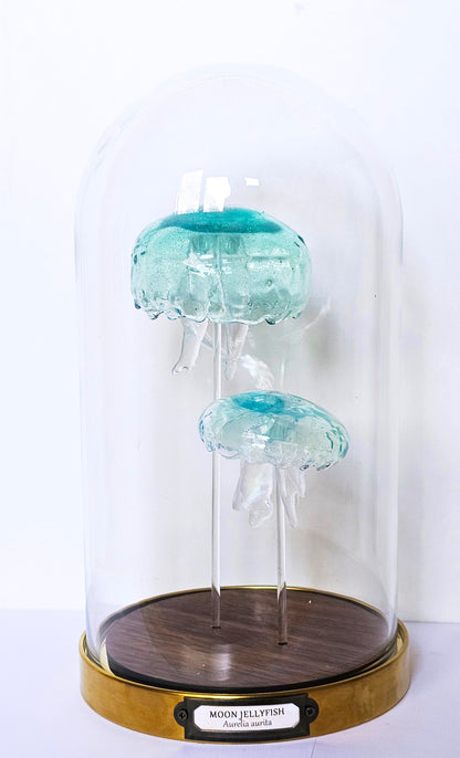 Irony Specimen: Moon jellyfish