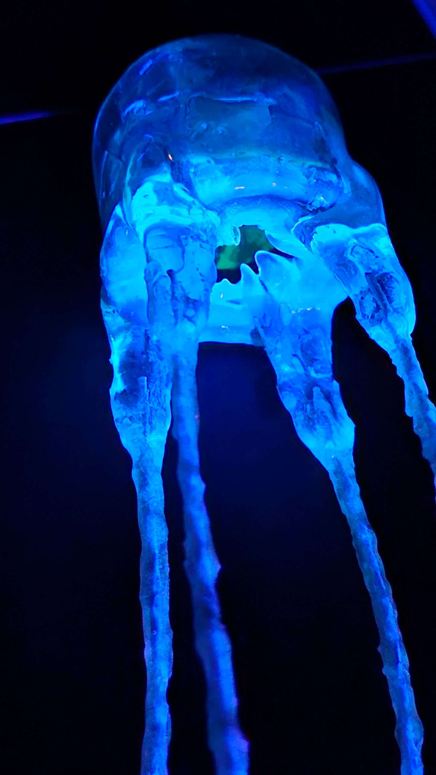 COMING SOON - Jimble jellyfish in glass dome