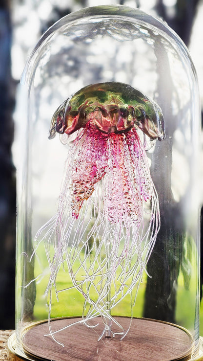 Lion's Mane jellyfish in glass dome (26cm)