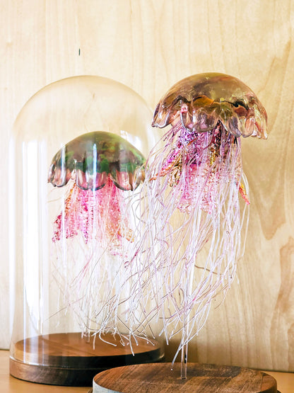 Lion's Mane jellyfish in glass dome (26cm)