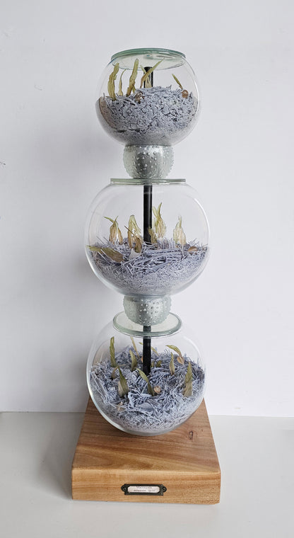 Microplastic Body Columns: Macrocystis Sp.01