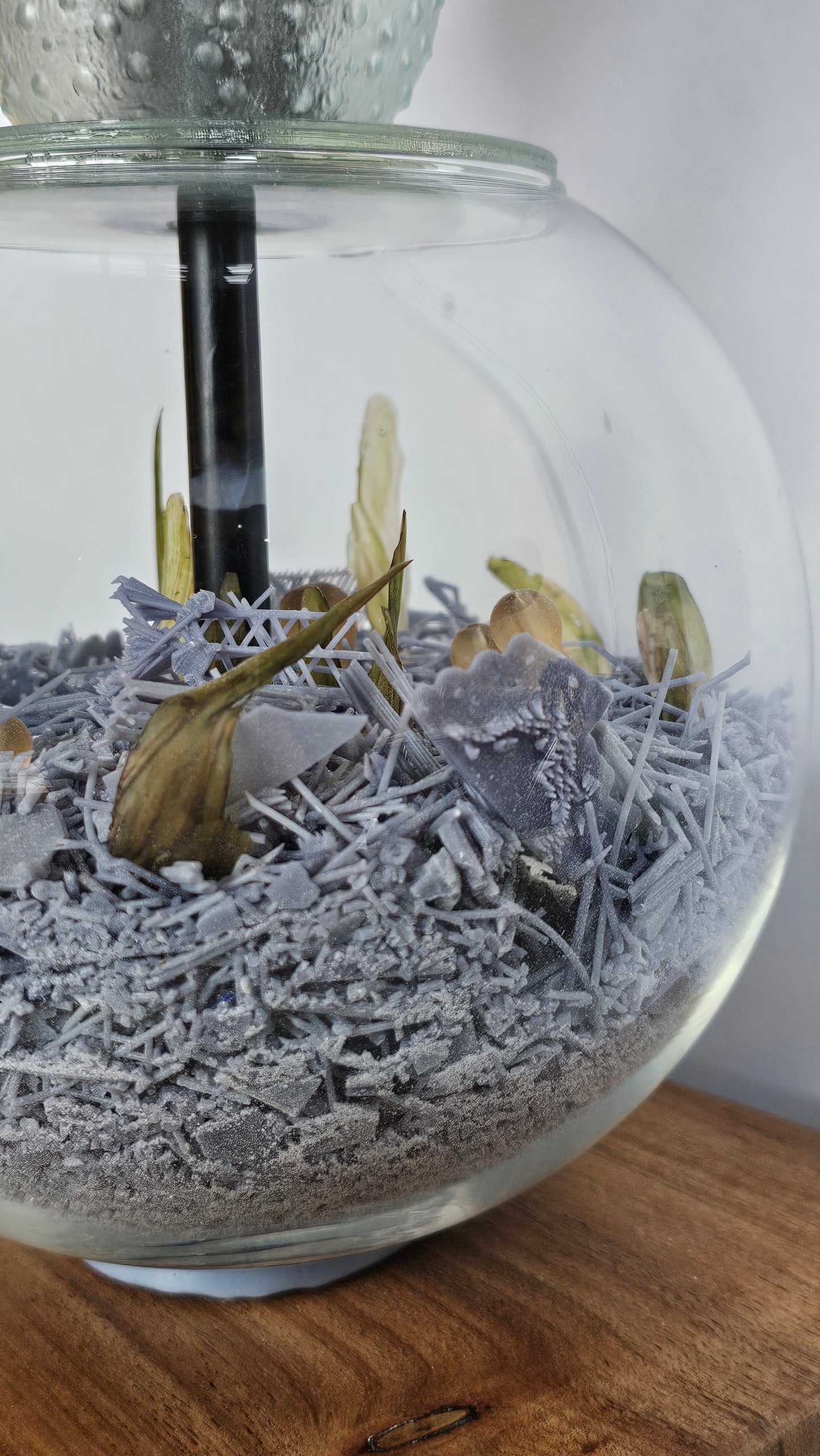 Microplastic Body Columns: Macrocystis Sp.01