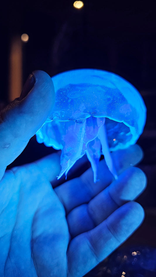 COMING SOON - Moon jellyfish pair in glass dome