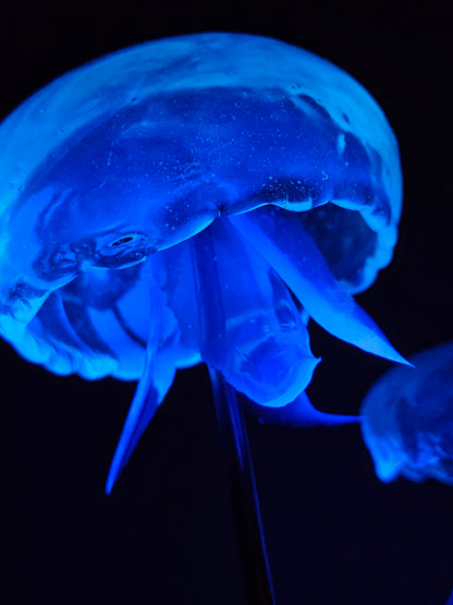 COMING SOON - Moon jellyfish pair in glass dome