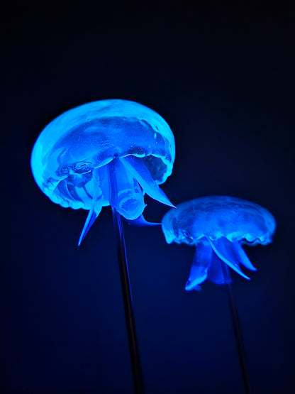 COMING SOON - Moon jellyfish pair in glass dome