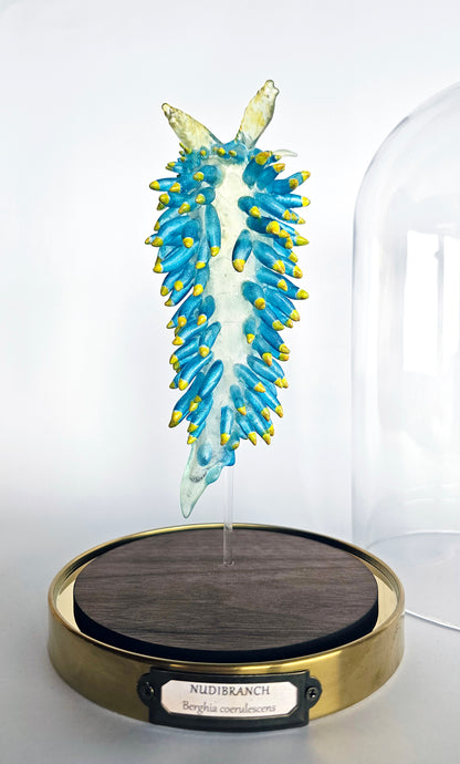 Irony Specimen: Nudibranch Berghia