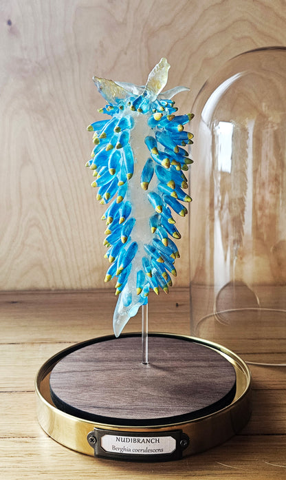 Irony Specimen: Nudibranch Berghia