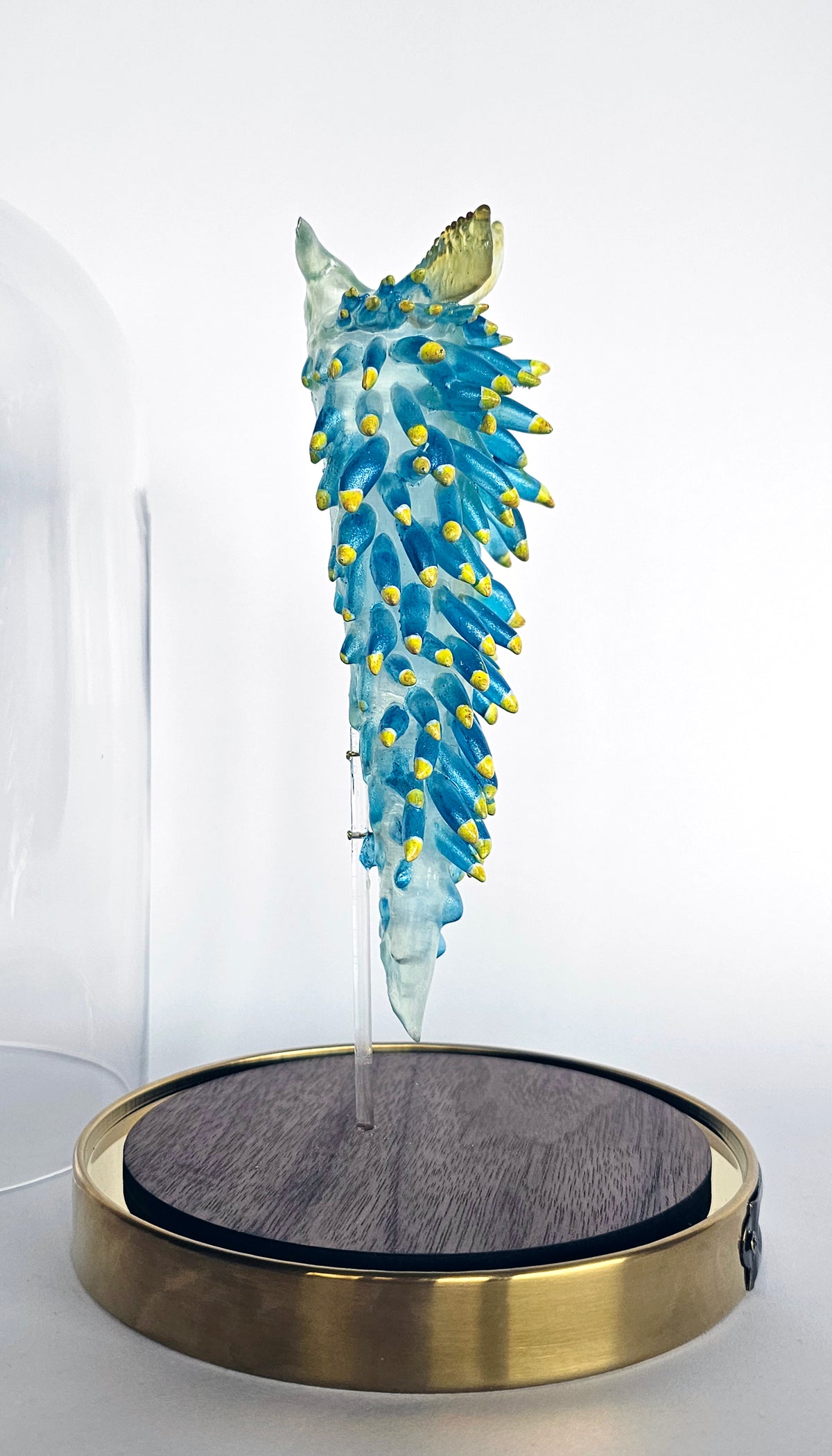 Irony Specimen: Nudibranch Berghia