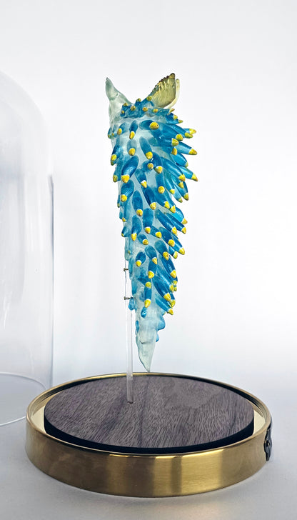 Irony Specimen: Nudibranch Berghia