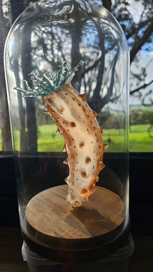 COMING SOON - Sea Cucumbers