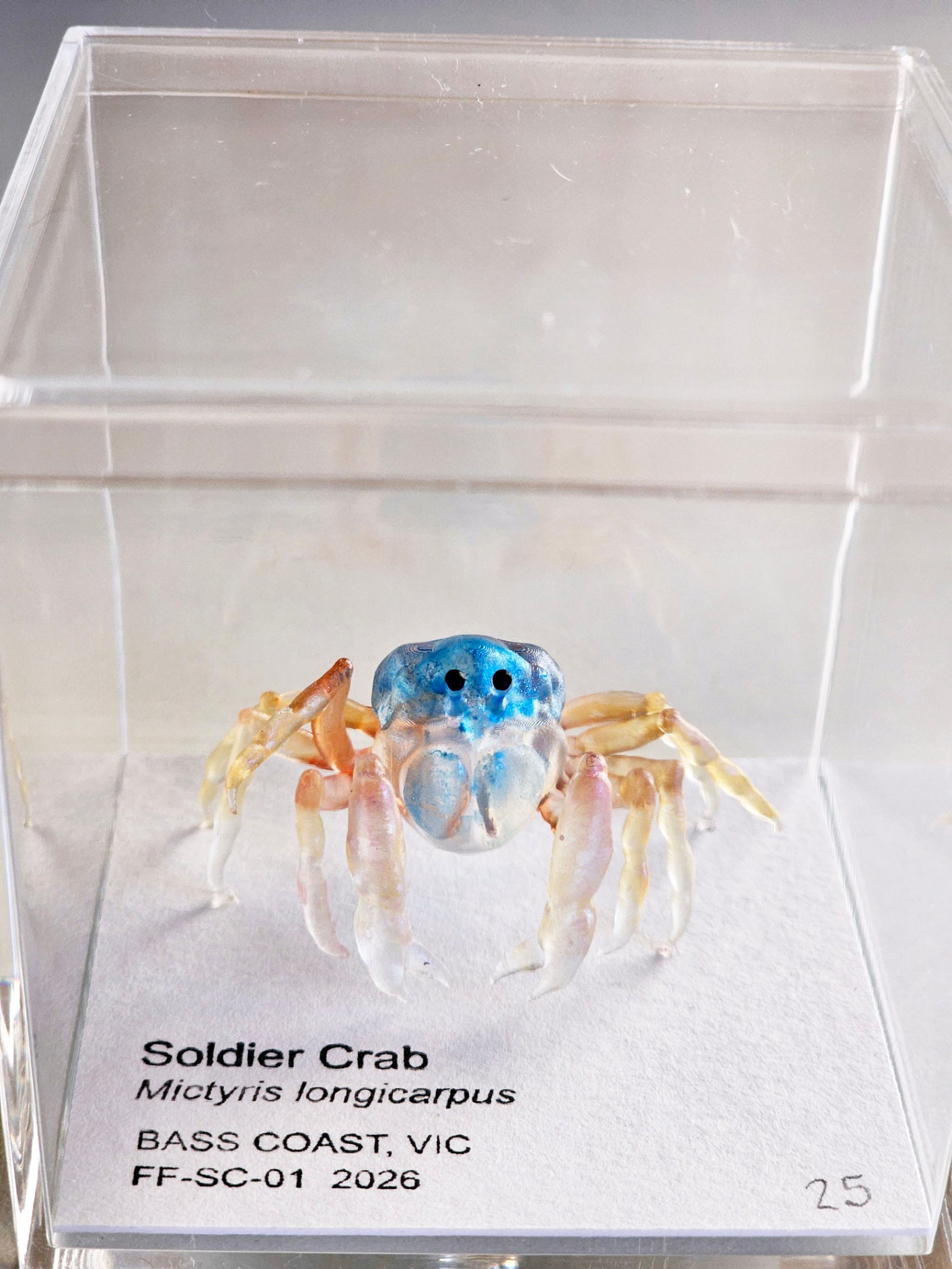 Soldier Crab Specimen