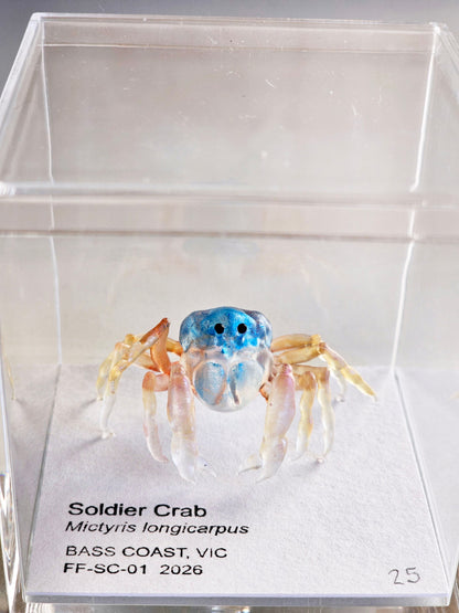 Soldier Crab Specimen