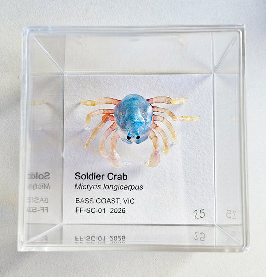 Soldier Crab Specimen