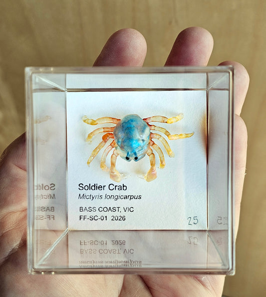 Soldier Crab Specimen