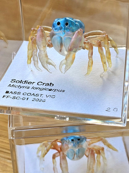 Soldier Crab Specimen