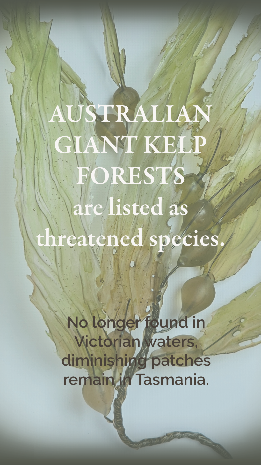 Giant Kelp - framed 23cm x 28cm