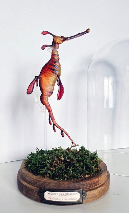 Irony Specimen: Weedy Seadragon (red)
