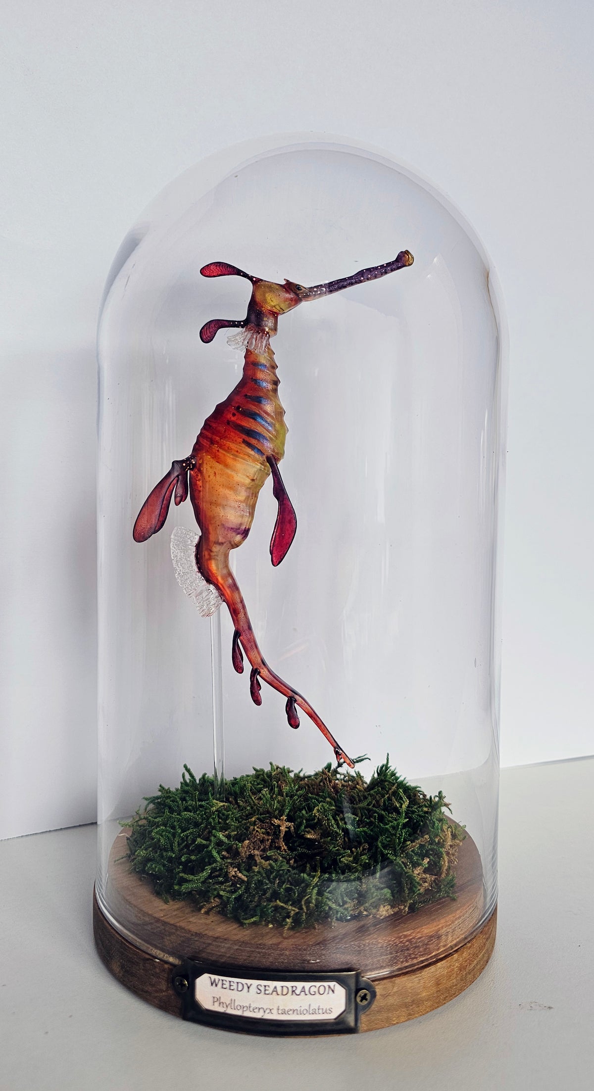Irony Specimen: Weedy Seadragon (red)