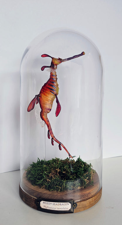 Irony Specimen: Weedy Seadragon (red)