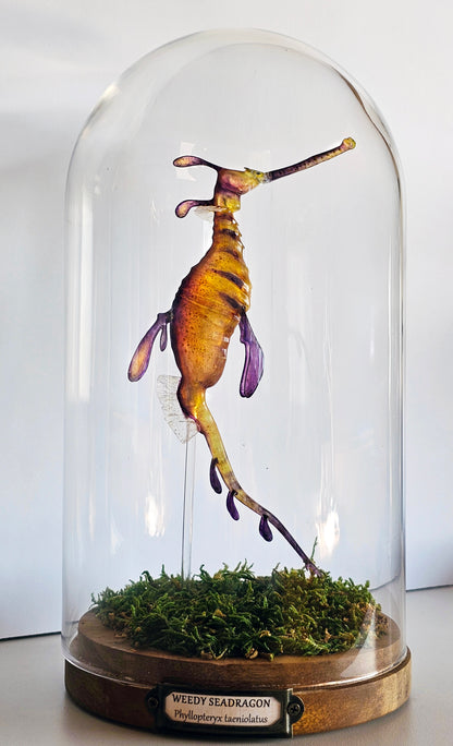 Irony Specimen: Weedy Seadragon (yellow)
