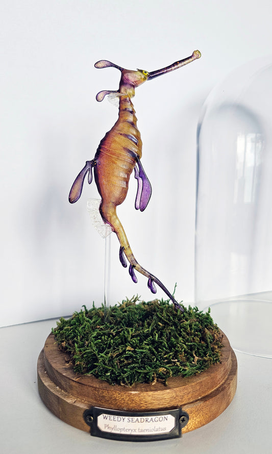 Irony Specimen: Weedy Seadragon (yellow)