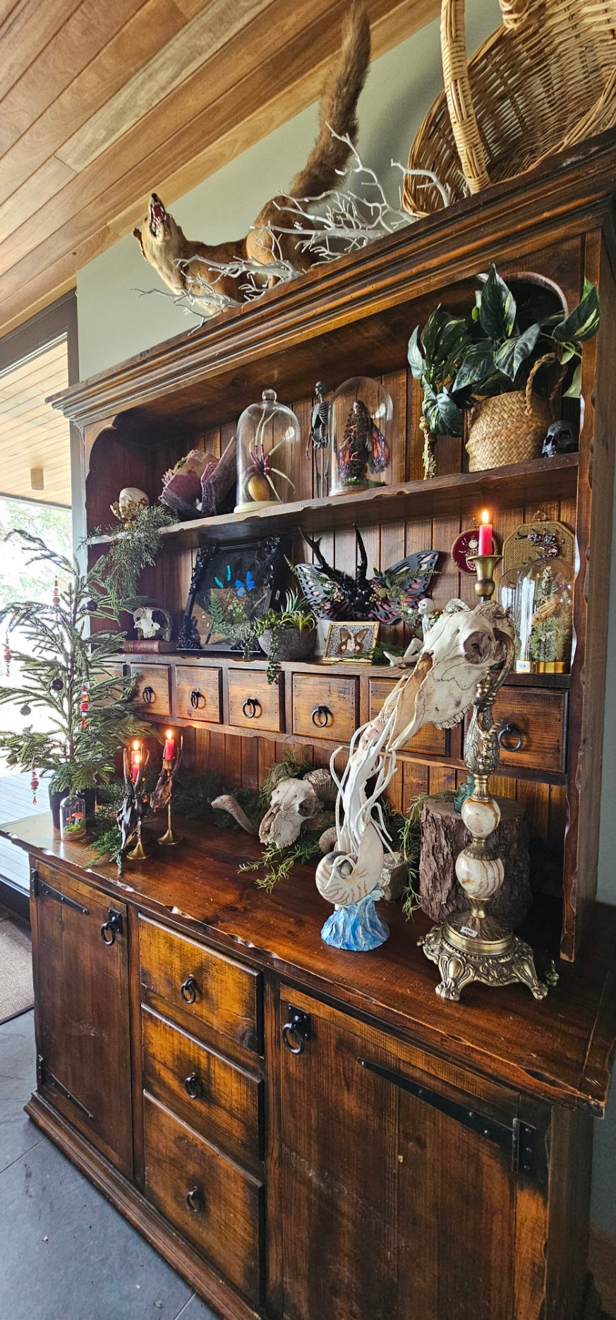 Cabinet of curiosities