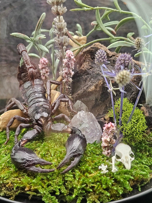 Insect terrarium - medium glass dome - That Creative Feeling