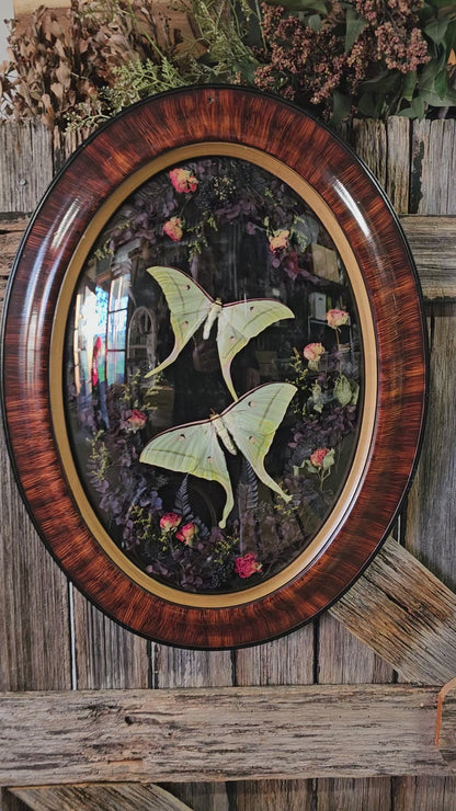 Frame vintage - Victorian Gothic bubble frame with Lunar Moths (M&F)