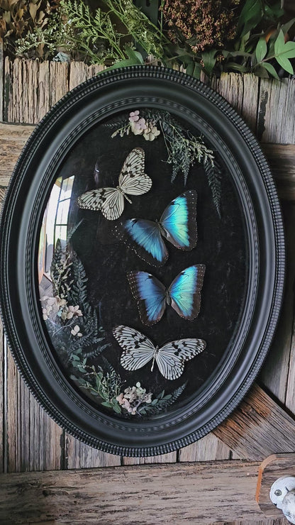 Frame vintage - Victorian Gothic bubble frame with Blue Morpho butterflies