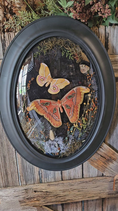 Frame vintage - Victorian Gothic bubble frame with Giant Atlas Moth & Silk moth
